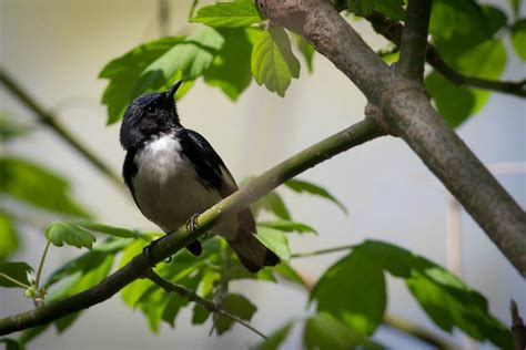 10 Warblers You Wont Want To Miss At The Biggest Week By Tim