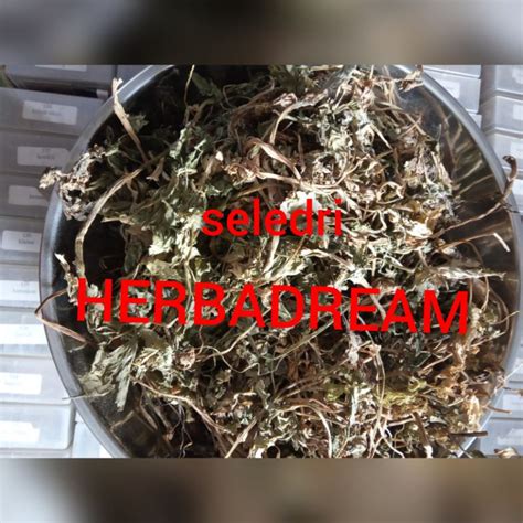 Jual 100 GRAM SELEDRI SLEDRI SALADRI CELERY APIUM GRAVEOLENS QINCAI