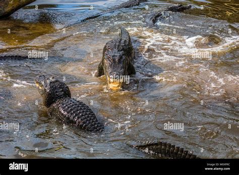 Alligator Lizard Mating Hi Res Stock Photography And Images Alamy