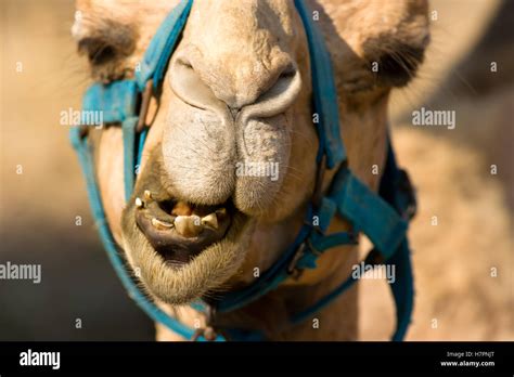 Funny camel face hi-res stock photography and images - Alamy