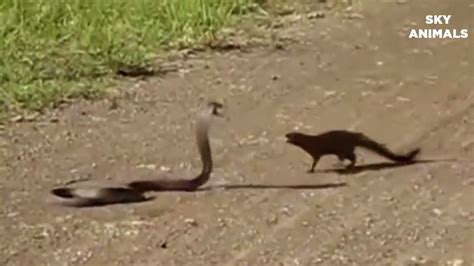 Mongoose Fighting A Snake