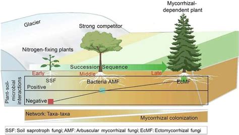 How do plant–soil–microbial interactions mediate vegetation dynamics?