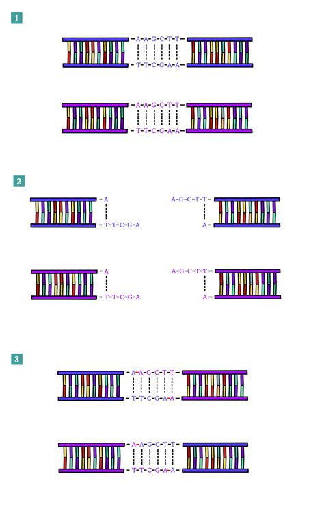 Restriction Enzymes