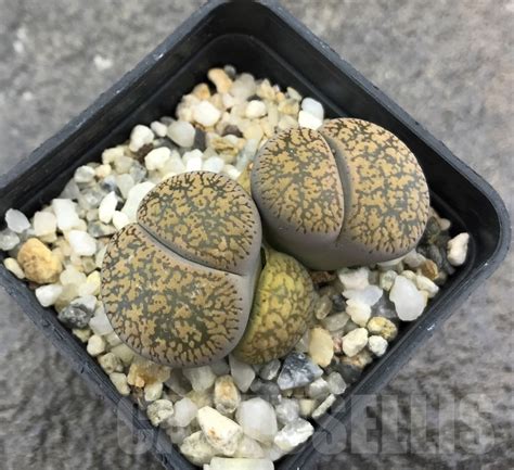 Shpr Lithops Aucampiae Postmasburg