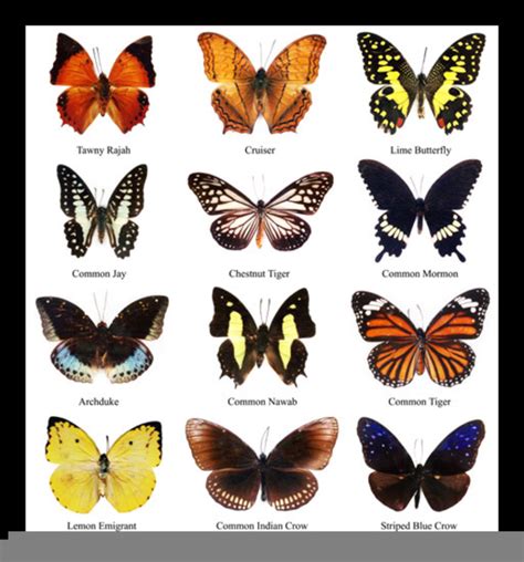 butterfly chart  images  clkercom vector clip art