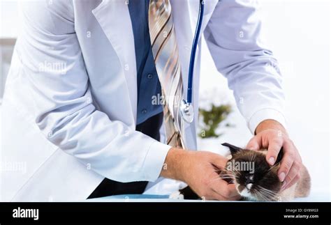 Vet Checks The Health Of A Cat Stock Photo Alamy