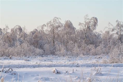 Premium Photo | Beautiful winter forest