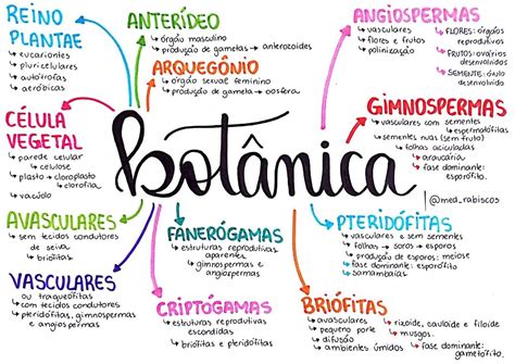 Reino Plantae Plantae Mapas Mentais Reino Plantae