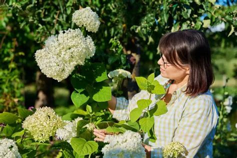 Découvrez comment tailler vos hortensias pour une floraison