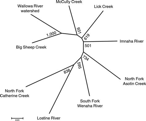 Consensus Neighborjoining Tree For Bull Trout Populations From The