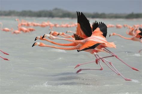 Gorgeous Flamingo Pics To Celebrate Pink Flamingo Day Pet Birds