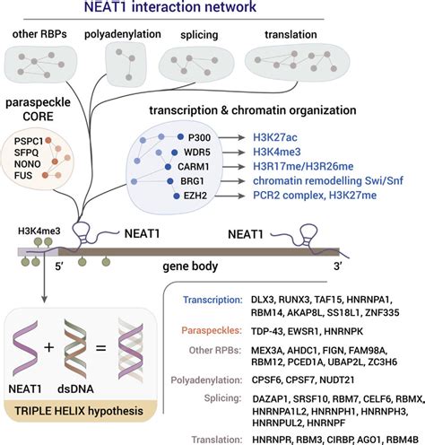 The Interactome Of Paraspeckles And NEAT1 2 NEAT1 Is Predominantly