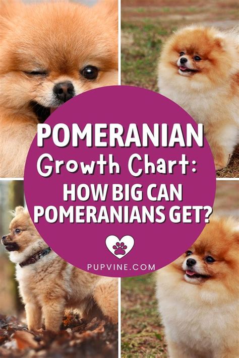 Pomeranian Growth Chart - How Big Can Pomeranians Get? | Pomeranian ...