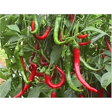 Cayenne Long Slim 10 Seeds