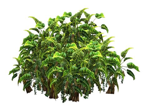 17 Photoshop Transparent Ornamental Shrubs Images Fern With