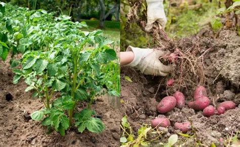 15 Potato Growing Tips To Significantly Increase Your Harvest In 2021