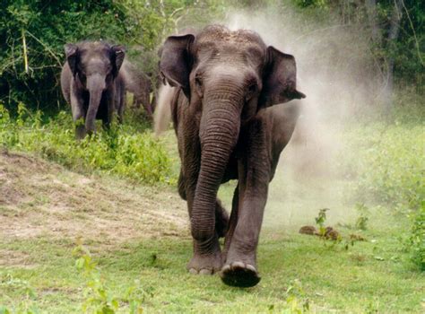 Treknature Elephant Charging Photo