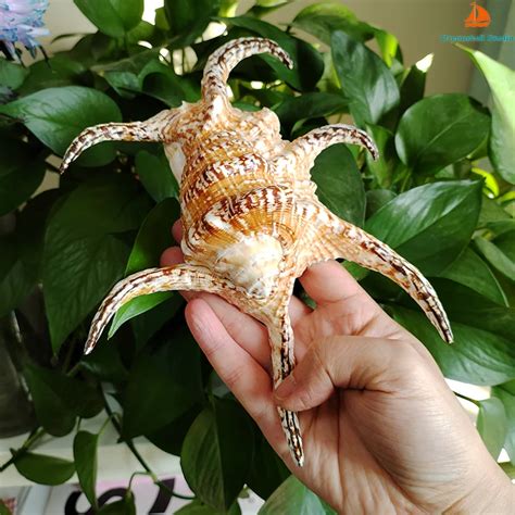 17 20cm Large Chiragra Spider Conch Natural Rugosa Arthritic Spider