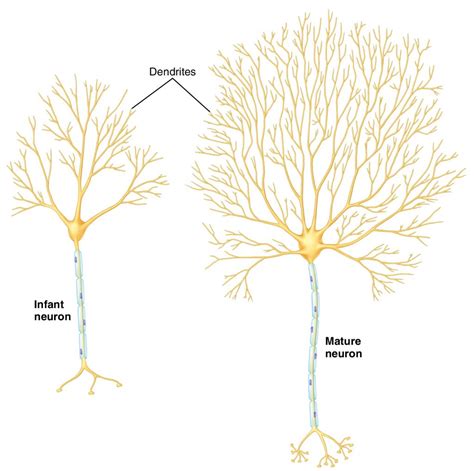 Neural Plasticity - Learning Posture and Movement Patterns