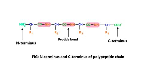 N Terminus And C Terminus In Protein Science Query