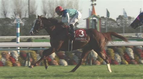 【競馬・新馬戦】6億の馬アドマイヤビルゴって強いの？【京都6r 武豊】 うま速競馬まとめ