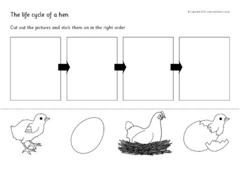 Printable Life Cycle Of A Chicken Worksheet