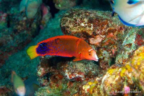 Red Coris Wrasse Coris Gaimard Tropicalfish Me