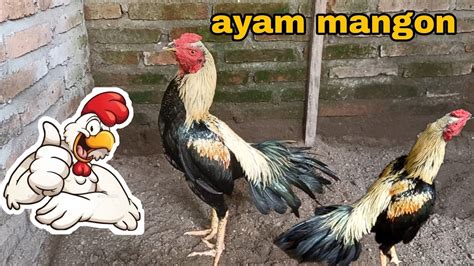 Ayam Mangon Ekor Lidi Muda Belia Youtube