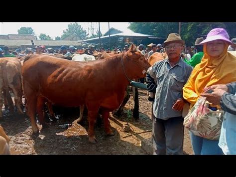 Babon Super Anak 1kali Babon Majer Simmental Rasa Eropa Pasar Sapi