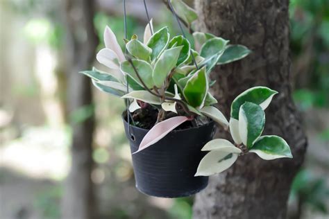 How To Propagate Hoya Botanic Box