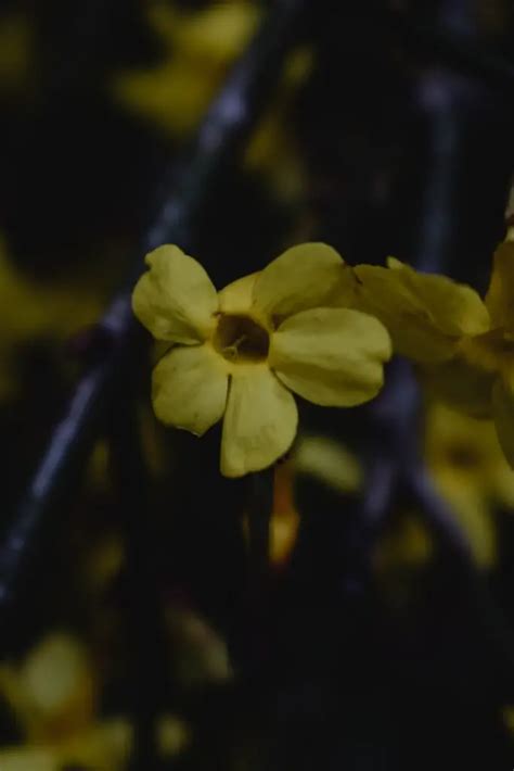 Bringing Fragrance Indoors: A Guide to Growing Jasmine Plants in Your ...