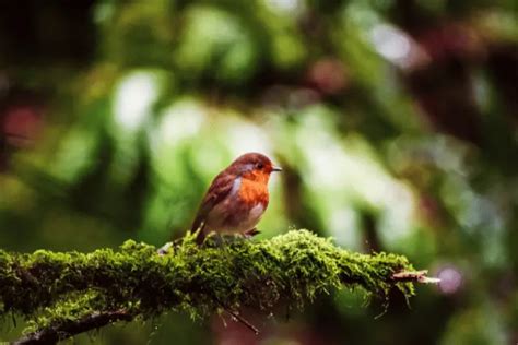 Birds That Look Like Robins But Arent Lookalikes Birdinghub