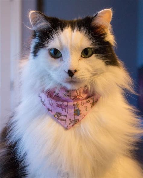 Oreo Cat® In Pink Bandana Inspirational Quote