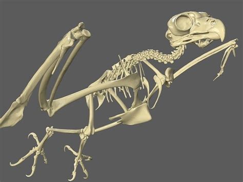 3d Model Owl Skeleton Vr Ar Low Poly Cgtrader