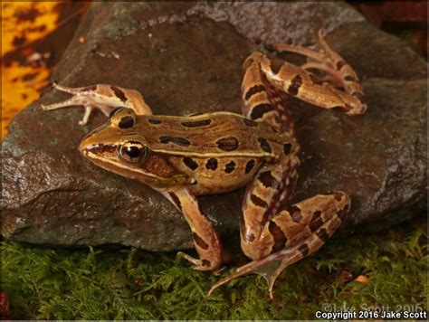 Atlantic Coast Leopard Frog Lithobates Kauffeldi