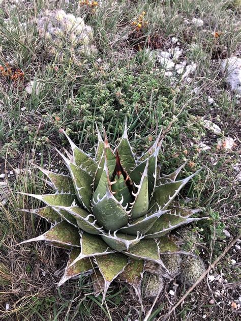 Pin By Somkiat On Agave In Agave