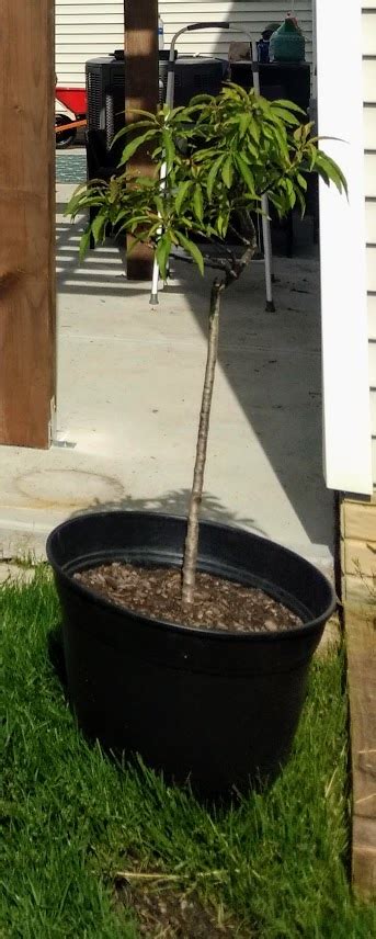 Buy Bonanza Dwarf Patio Peach Tree FREE SHIPPING Wilson Bros