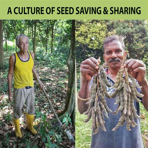 culture  seed saving sharing consumers association penang