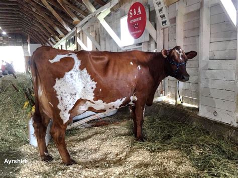 Ayrshire Cattle Milk Production