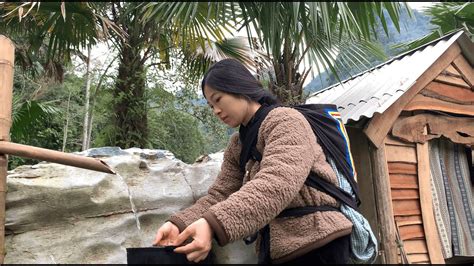 Single Mother Life Harvesting Palm Fruits From Nature And Bringing To