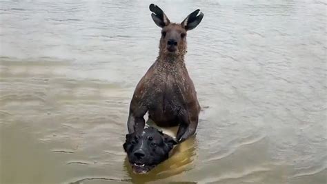 Australiano Sai No Soco Canguru Marombado Para Salvar C O Portal