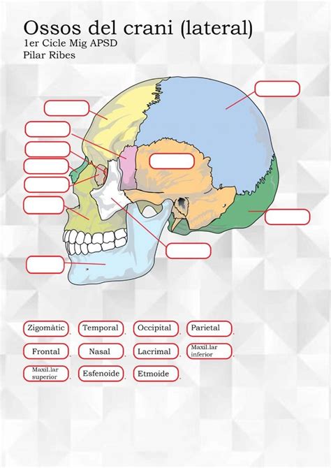 Ossos Del Crani Worksheet