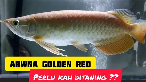 Tanning Arwana Golden Red Hb Perlu Atau Tidak Youtube