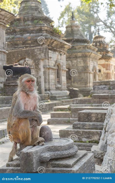 Monos Pashupatinath Foto De Archivo Imagen De Pintado