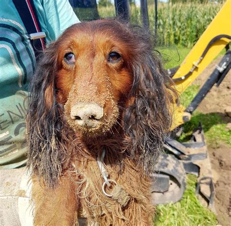 Kleintierrettung Dackel Muss Mit Bagger Befreit Werden WELT