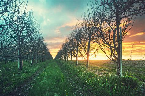 Royalty Free Apple Orchard Landscape Orchard Farm Pictures, Images and Stock Photos - iStock