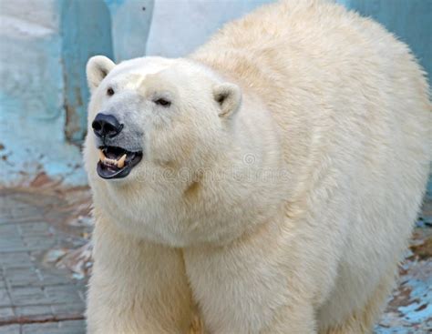 White polar bear stock image. Image of mammal, power - 132309397