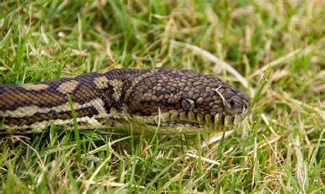 Free picture: venom, animal, reptile, snake, nature, wild, green grass
