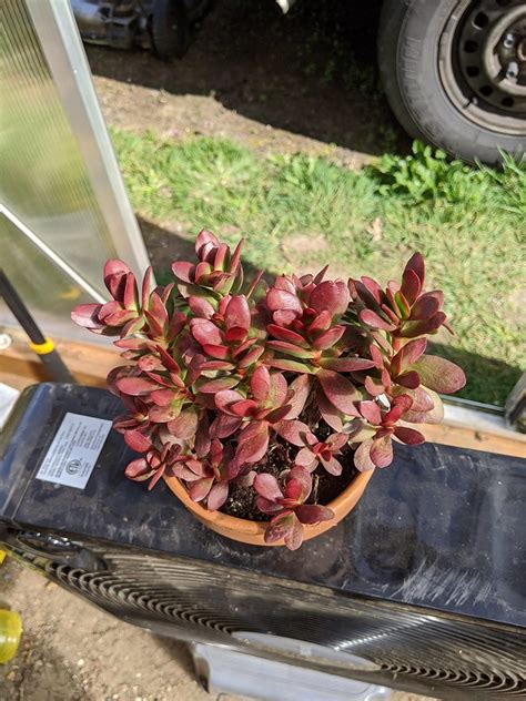 Descubre Los Secretos De La Hermosa Crassula Platyphylla En Este