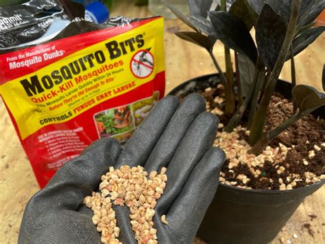 Get Rid Of Fungus Gnats Tallahassee Nurseries Tallahassees Premier